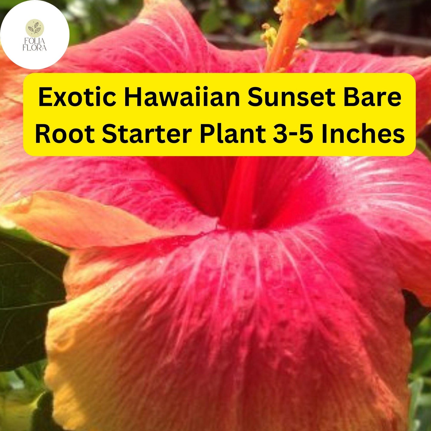 1 Hibiscus rosa-sinensis 'Hawaiian Sunset Fiesta' - Exotic Hibiscus Bare Root Starter Live Plant 3-5 Inches