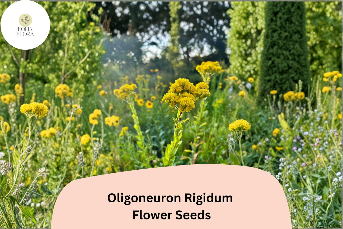 700 Oligoneuron rigidum Seeds | Stiff Goldenrod | Native Yellow Wildflower for Pollinator Gardens