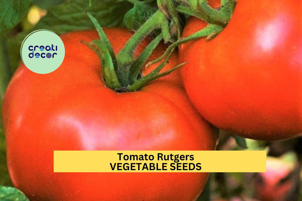 3pcs of 100mg Tomato Rutgers Seeds – Classic Heirloom Tomato Seeds for Planting – Juicy Red Tomatoes for Home Garden and Containers