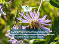 350 Symphyotrichum Puniceum Swamp Aster Seeds, Native Wildflower, Purple Flowers, Perennial, Pollinator-Friendly, Wetland Garden, Landscape