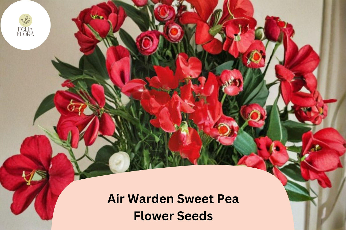 50+ Air Warden Sweet Pea Seeds for Garden Planting | Lathyrus odoratus | Fragrant Annual Climber