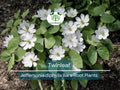 10 Twinleaf Bareroot Plants – Jeffersonia diphylla – Organic Native Wildflower, Shade Perennial, Woodland Garden, Rare Herb