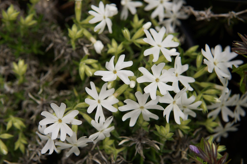 Snowflake Creeping Phlox Seeds - 100+ White Ground Cover Seeds - USA Grown -  - Drought Tolerant - Butterfly Garden - Perennial