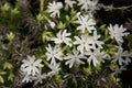Snowflake Creeping Phlox Seeds - 100+ White Ground Cover Seeds - USA Grown -  - Drought Tolerant - Butterfly Garden - Perennial