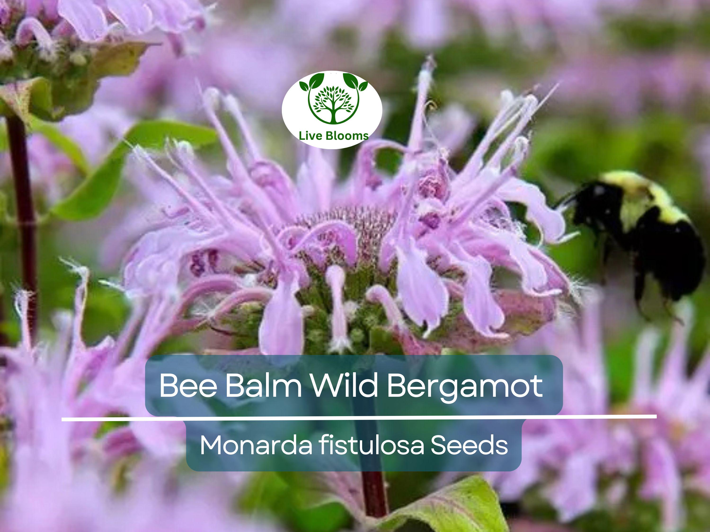 500 Bee Balm Seeds – Wild Bergamot Monarda fistulosa, Non-GMO Perennial for Bees, Hummingbirds, Pollinators, Herb