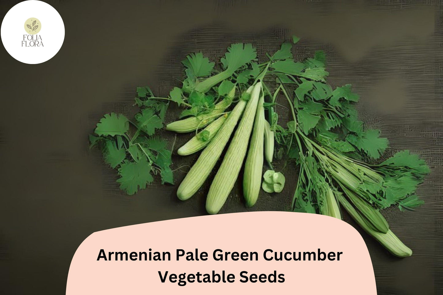 25+ Armenian Pale Green Cucumber Seeds | Snake Melon | Sweet Crisp Long Cucumbers | Garden Heirloom Vegetable Seeds