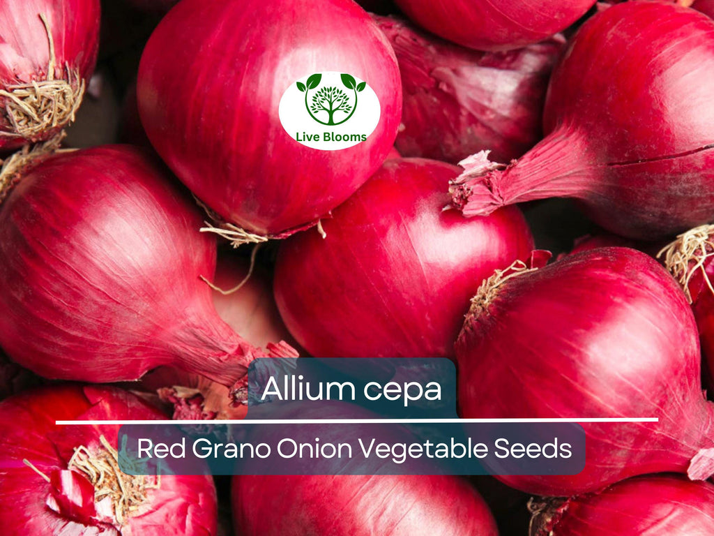 250 mg Seeds Onion Red Grano – Allium cepa | Heirloom Red Onion Seeds for Planting, Gardening & Flavorful Harvests