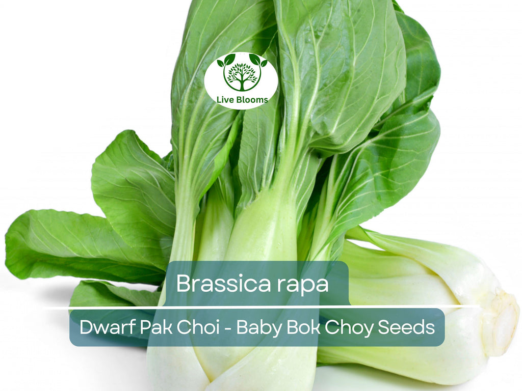 180 Seeds Dwarf Pak Choi - Baby Bok Choy for Planting (Brassica rapa) - Fast-Growing, Tender, Nutritious Asian Greens for Home Gardens