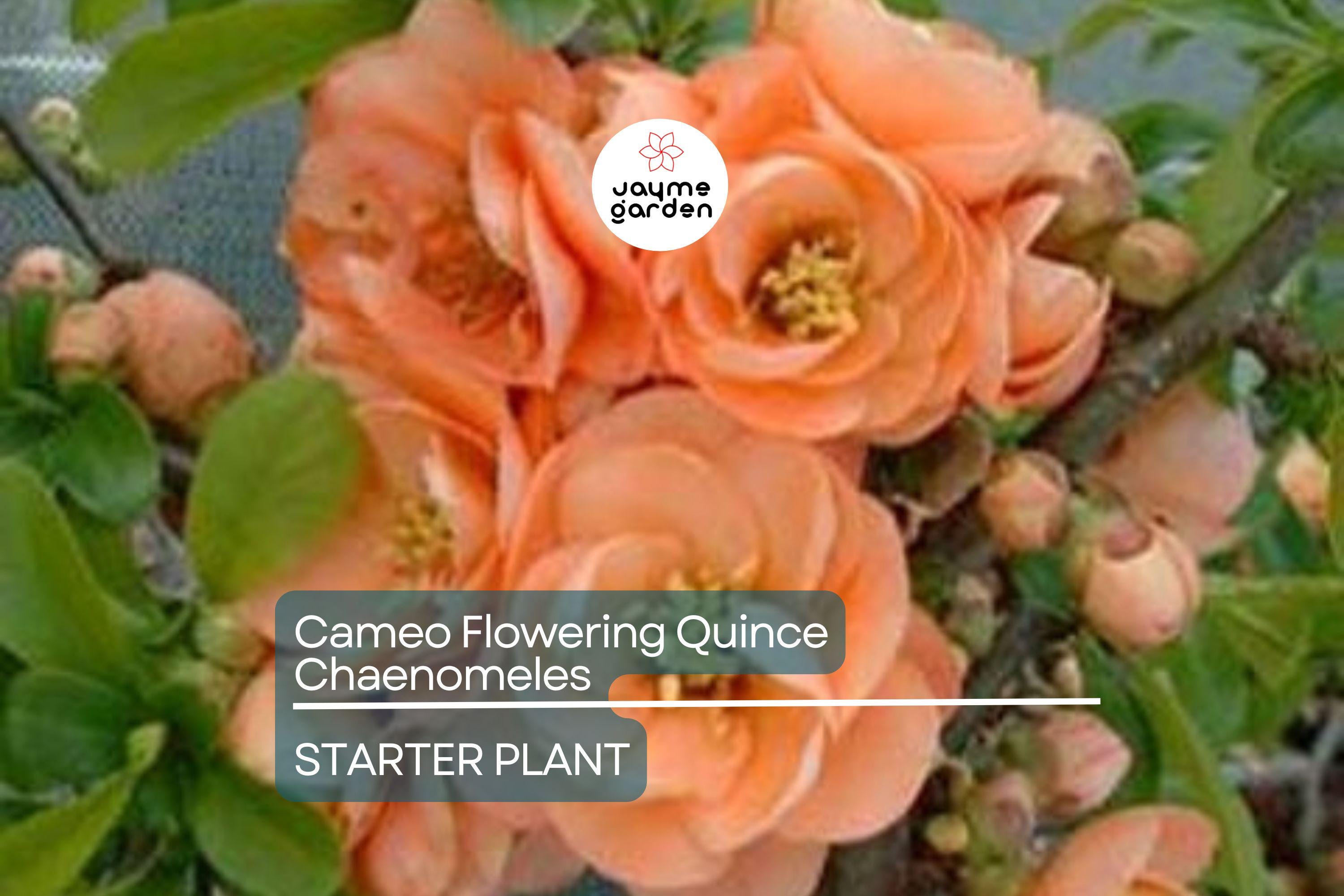 Cameo Flowering Quince (Chaenomeles Speciosa) | Live 1-Gallon Shrub for Bonsai or Garden | Hardy Zones 4-8