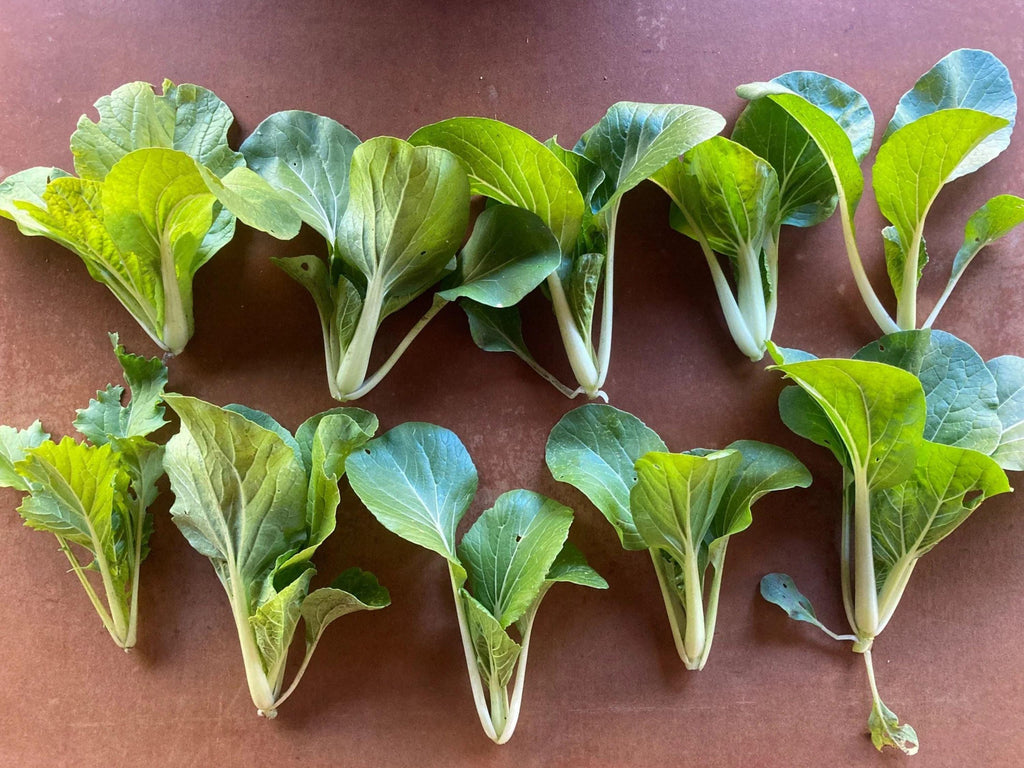 180 Seeds Frilly Leaf Pak Choi Fun Jen Hybrid for Planting (Brassica rapa) - Fast-Growing, Crisp, Nutritious Asian Greens for Home Gardens