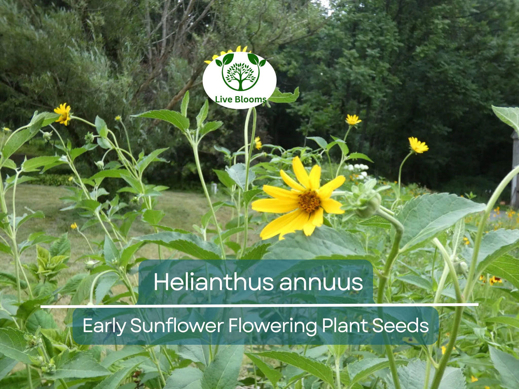 250 mg Seeds Early Sunflower (Helianthus annuus) – Vibrant Flowering Plant for Planting, Gardening, & Pollinator-Friendly Landscapes
