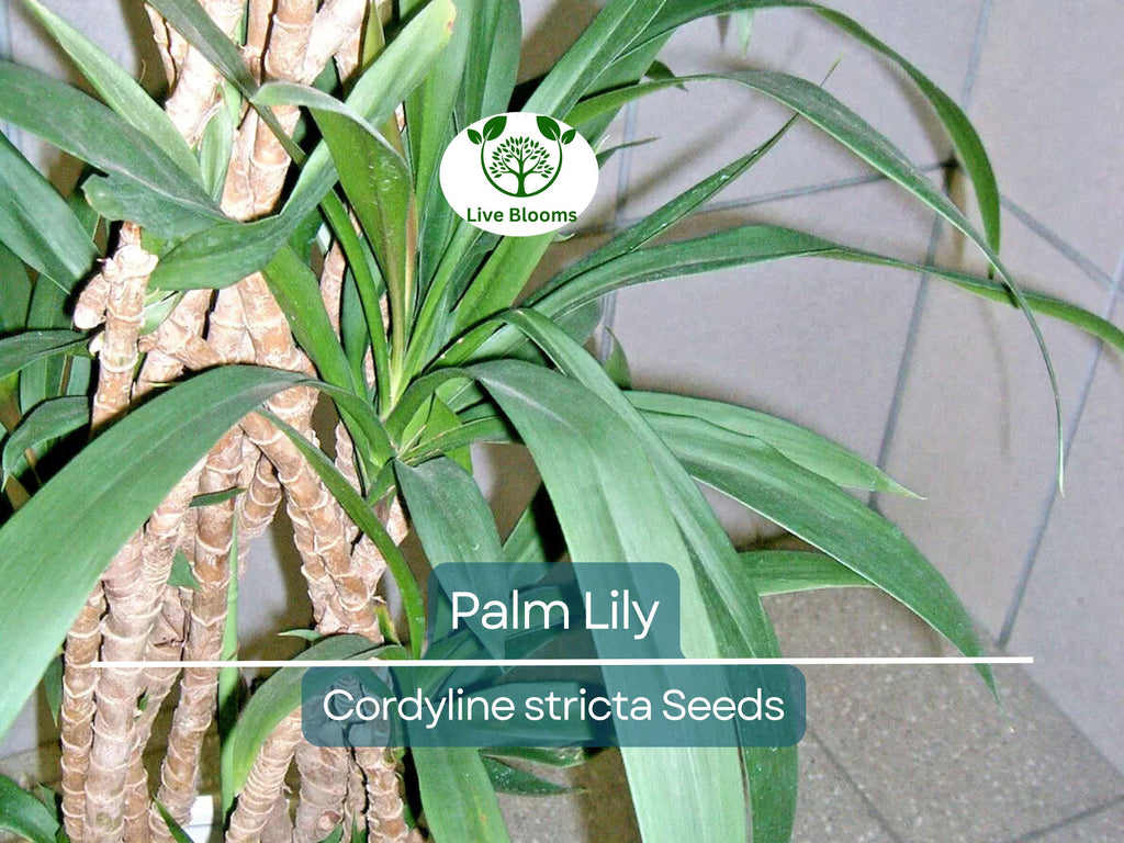 15 Easy Indoor Houseplant Seeds | Palm Lily (Cordyline stricta), Tropical Indoor Plant, Low Maintenance, Non-GMO, Decorative Houseplant