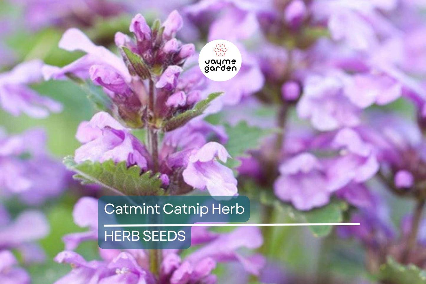 1,000 Catnip Seeds (Nepeta cataria) – Perennial Herb, Catmint, Non-GMO