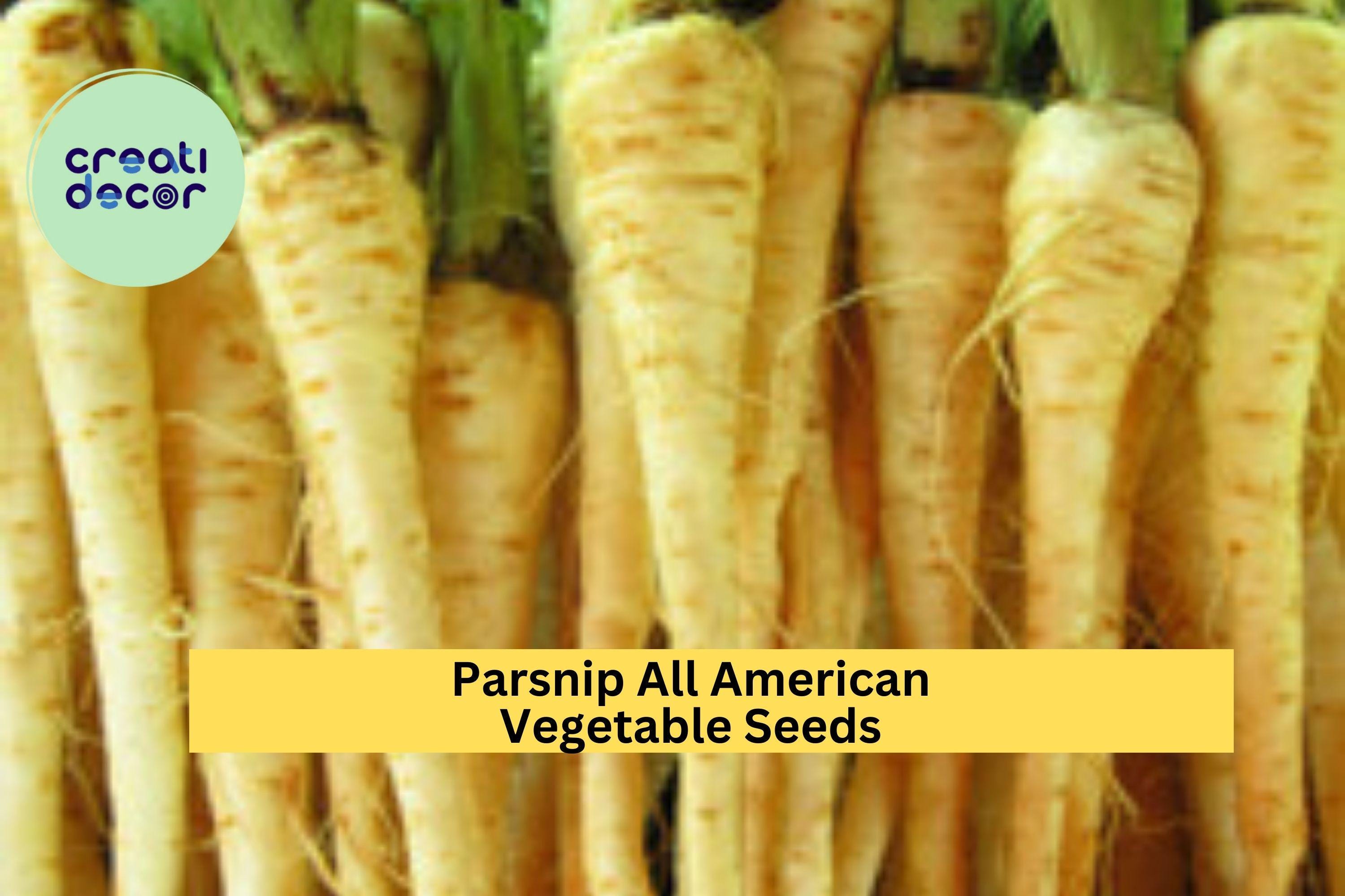 3pcs of 1g Parsnip All American Seeds – Heirloom Root Vegetable for Roasting, Soups & Cool Season Home Gardens Seeds for Planting