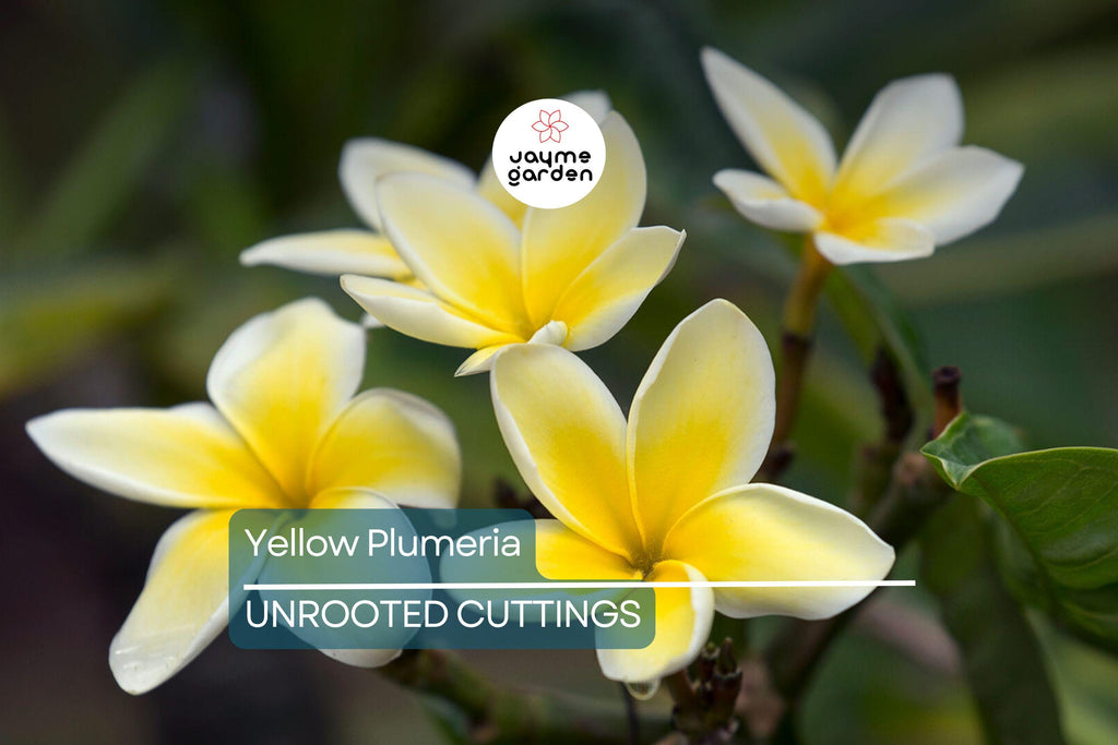Yellow Plumeria Fresh Starter Cutting 10" Unrooted, Frangipani, Flowering, Tropical Perennial, Medium Sun, Hawaii Grown