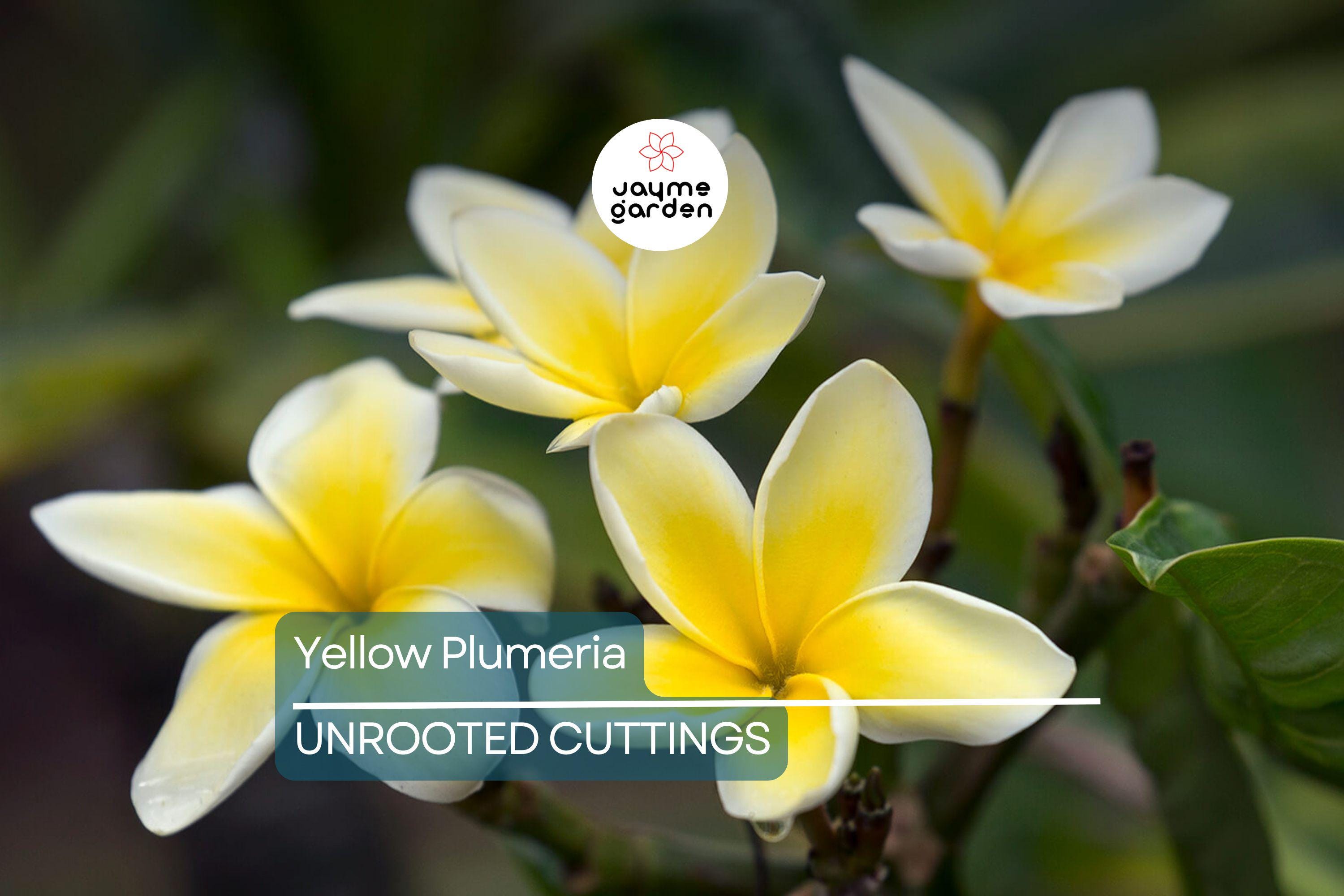 Yellow Plumeria Fresh Starter Cutting 10" Unrooted, Frangipani, Flowering, Tropical Perennial, Medium Sun, Hawaii Grown