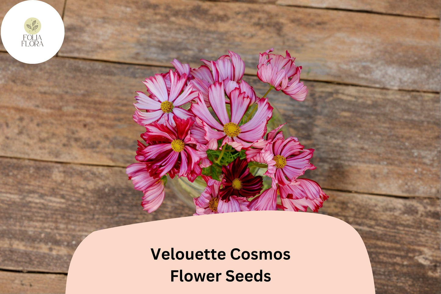 200+ Velouette Cosmos Seeds | Cosmos bipinnatus Red & White Blooms | Unique Annual Flower Seeds for Garden