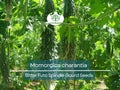 5 Seeds Gourd Bitter Futo Spindle – Hybrid (Momordica charantia) Non-GMO, Healthy Bitter Gourd for Planting, Gardening, & Fresh Harvests