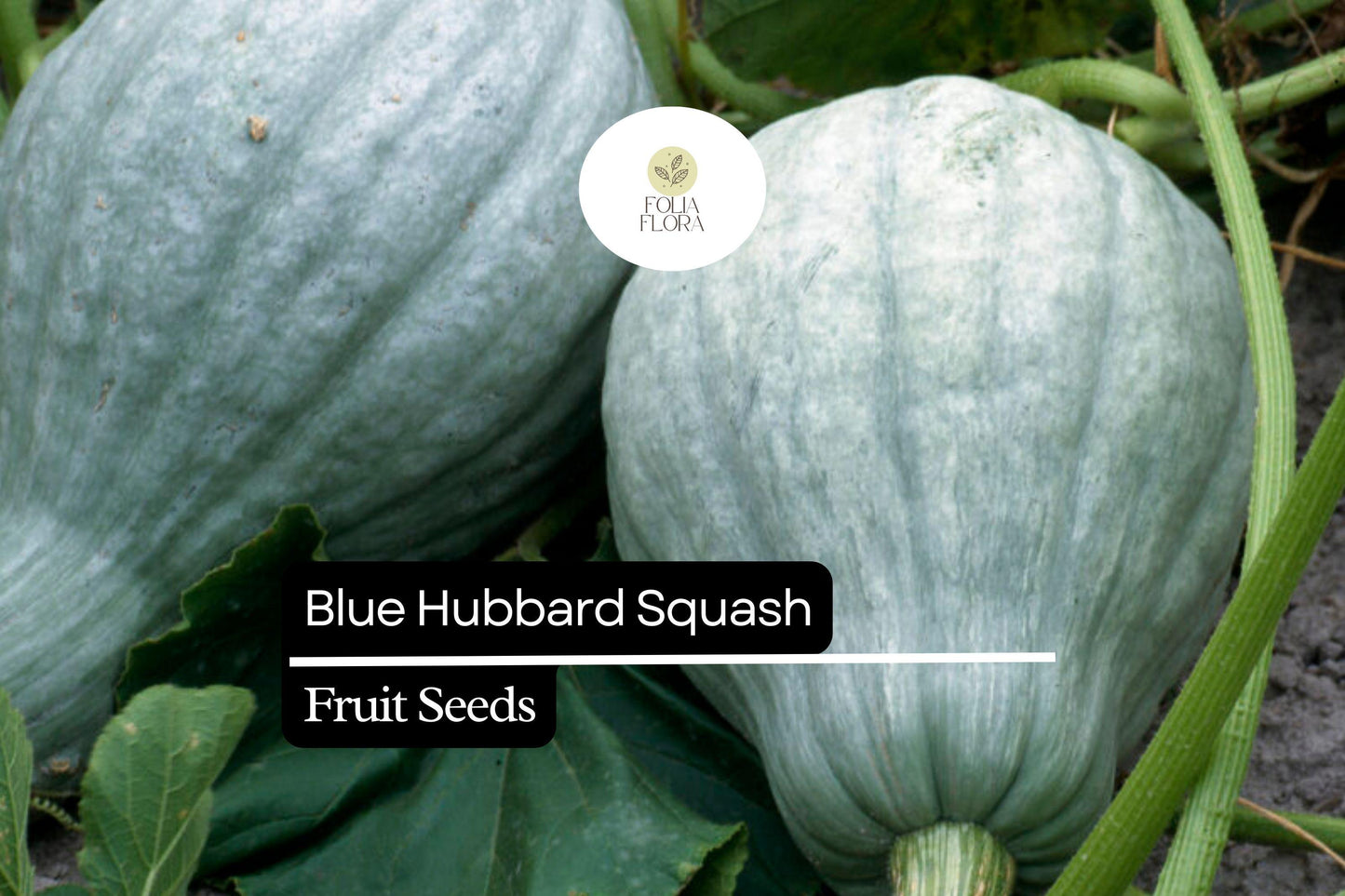 10 Seeds Blue Hubbard Squash (Cucurbita maxima) – Heirloom Winter Squash for Sweet, Nutty Flavor