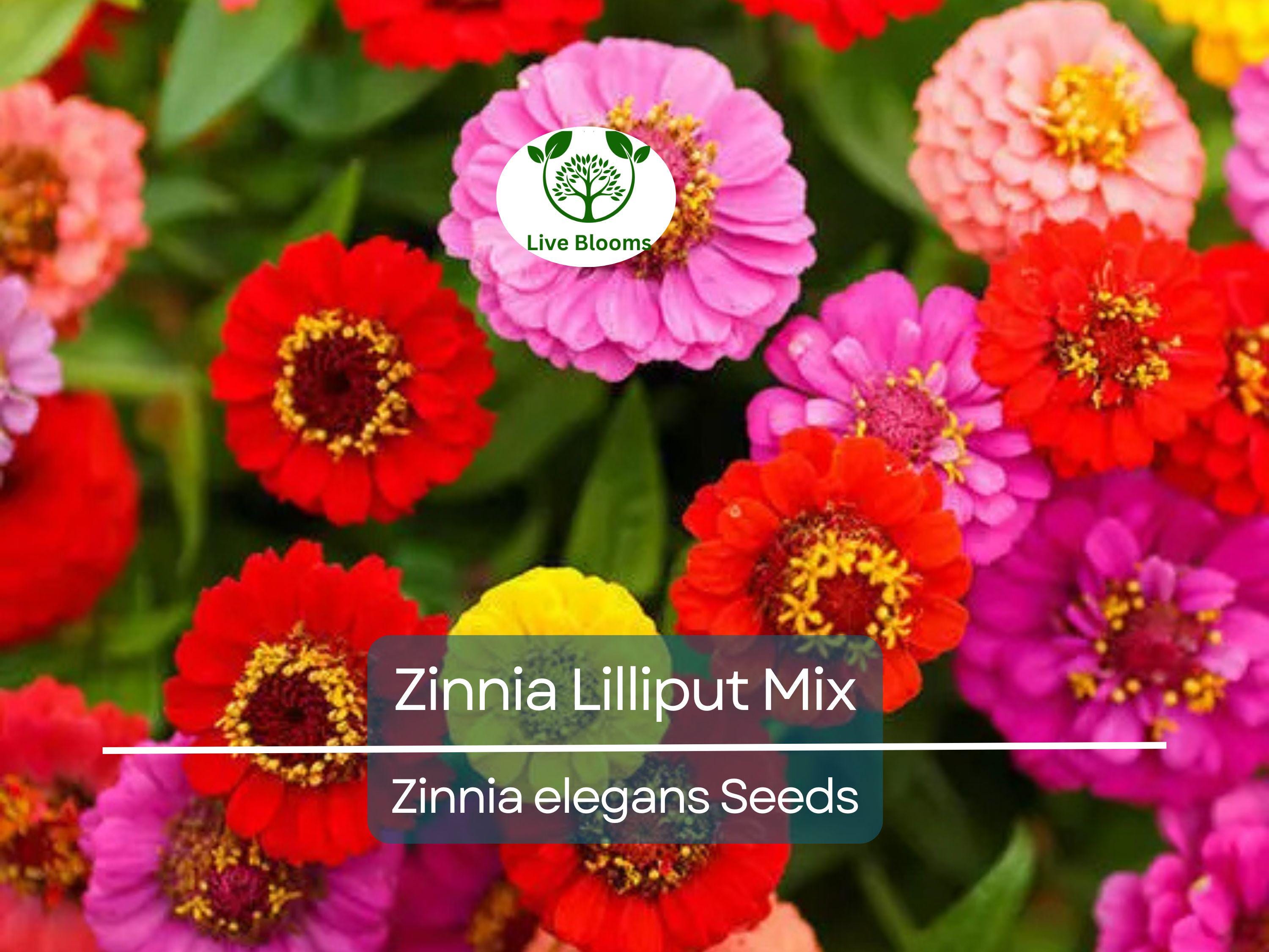 200 Seeds Zinnia Lilliput Mix Elegans Heirloom Non-GMO Mixed Colors, Pollinator-Friendly, Compact Blooms, Easy to Grow, Garden Flowers