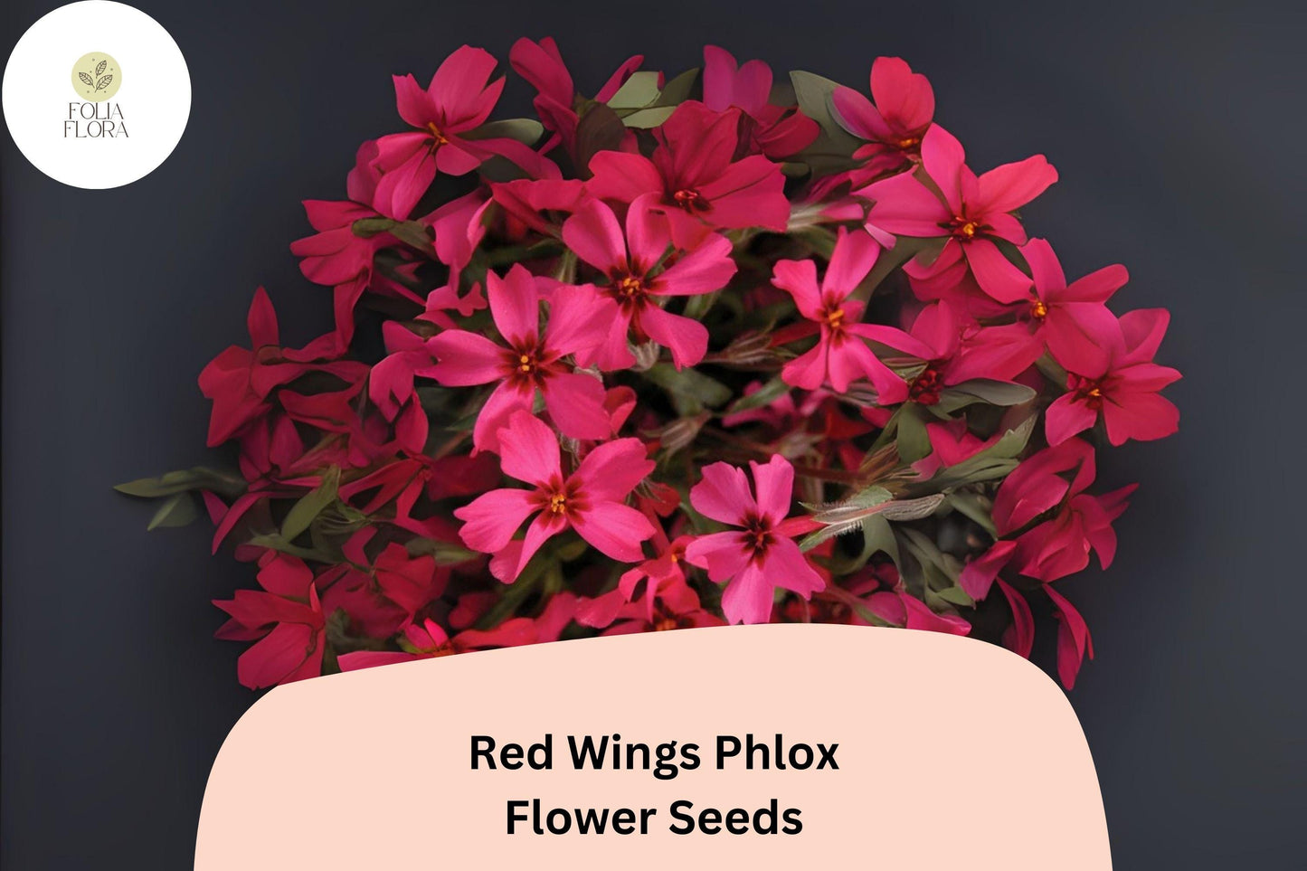 100+ Red Wings Creeping Phlox Seeds – Groundcover Flowers, Phlox subulata