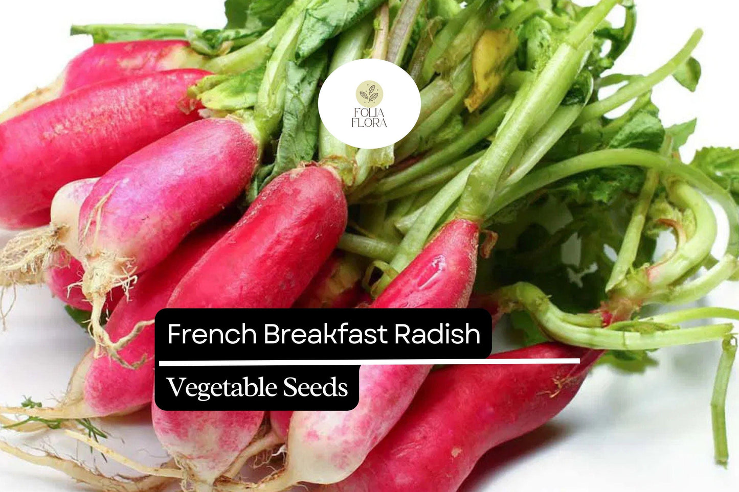 200 Seeds French Breakfast Radish (Raphanus sativus) – Crisp, Mild Flavor, Quick-Growing, Perfect for Salads and Snacking