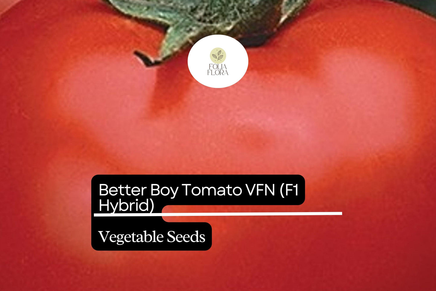 10 Seeds Better Boy Tomato VFN, Solanum Lycopersicum, High-Yield Hybrid Variety