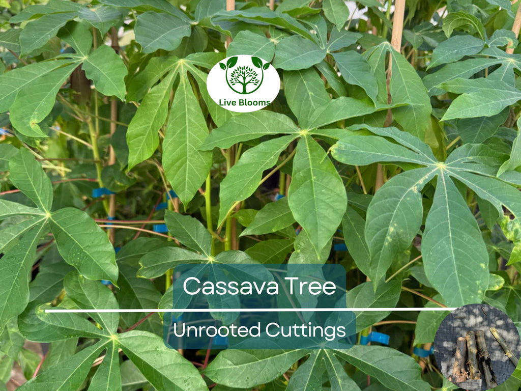 4 Healthy White Cassava Cuttings - Manihot esculenta, Tapioca, Yuca Plant Unrooted Cuttings for Planting - High-Quality Propagation