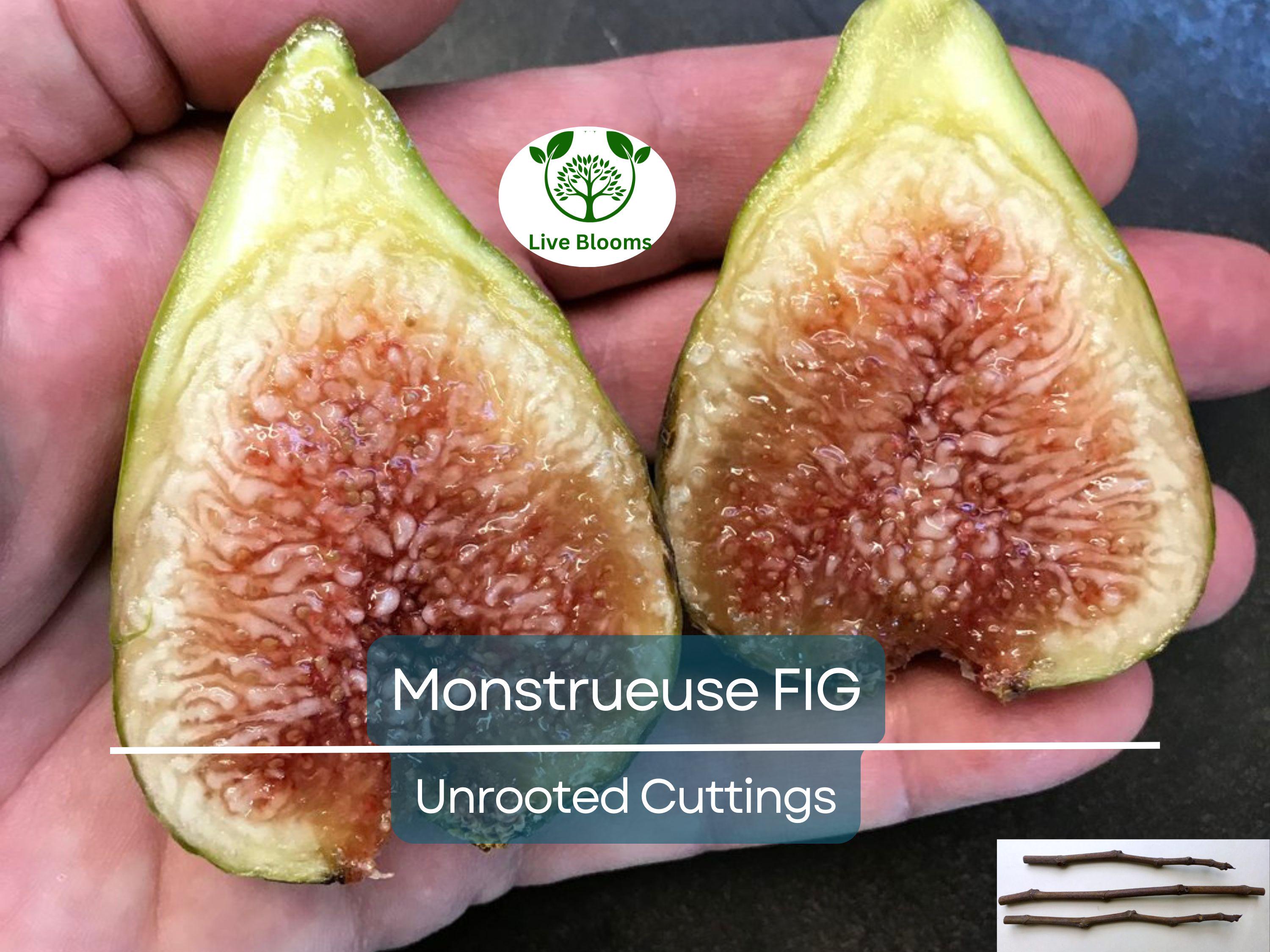 3x 'Monstrueuse' Fig Unrooted Cuttings 5-6" | Ficus carica | Large Fig Variety | Delicious Sweet Fruit, Easy Rooting for Gardeners