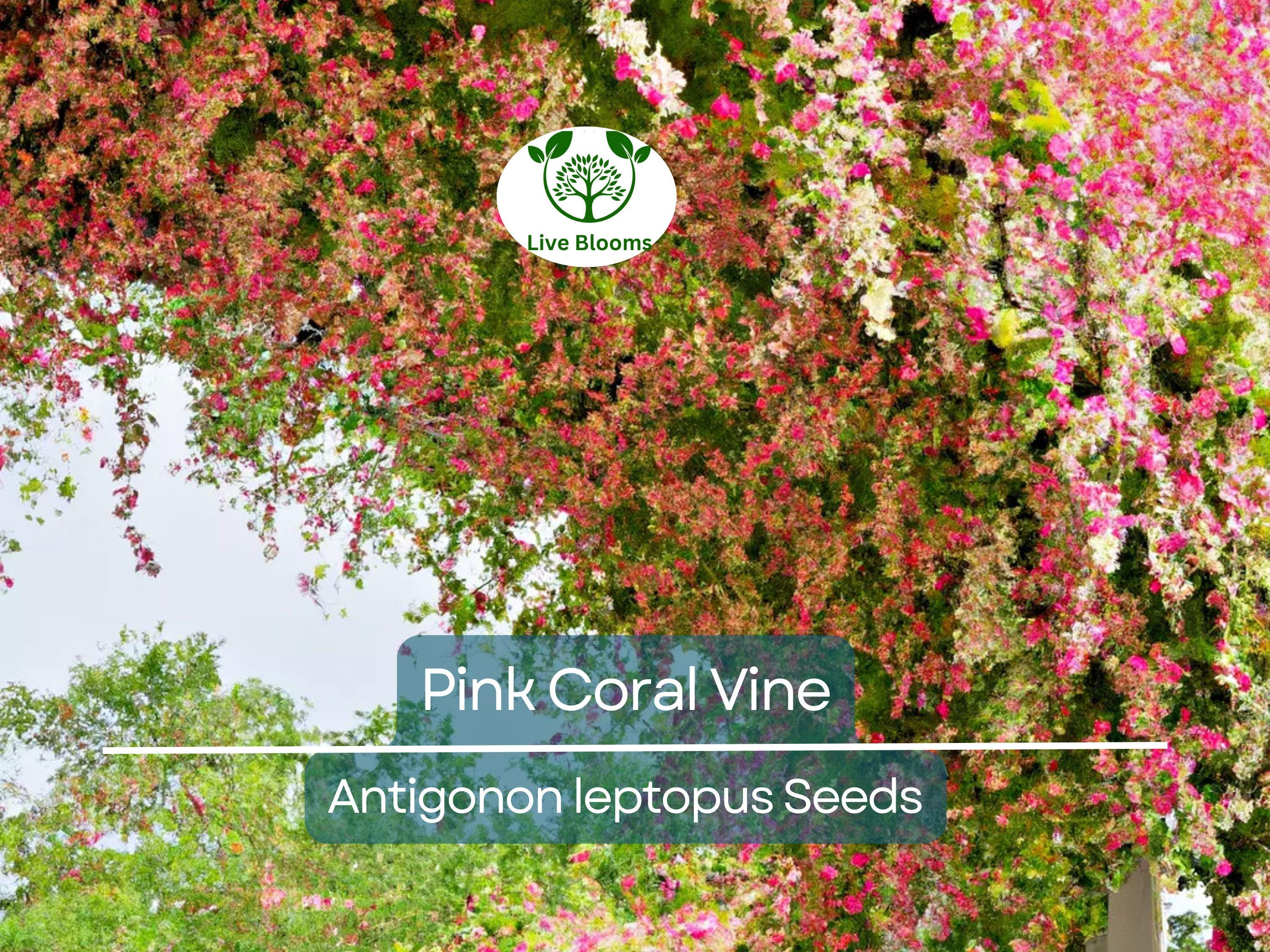 5 Pink Coral Vine Flower Seeds | Mexican Creeper (Antigonon leptopus) | Rare, Vining, Creeping Flowering Plant for Gardens