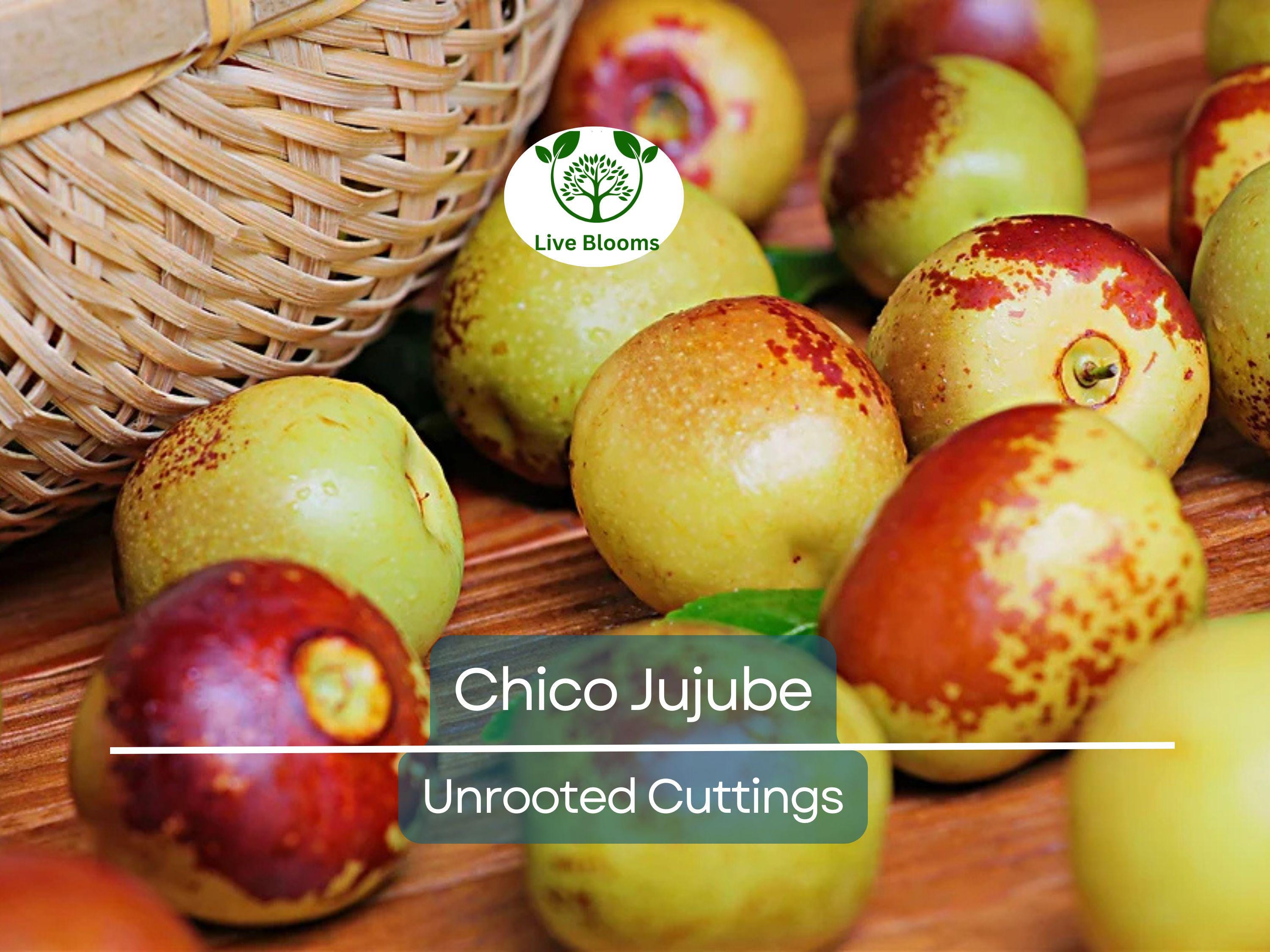 3 Chico Jujube Scion Cuttings 6-8" for Grafting, No Roots, Ziziphus jujuba, Sweet Fruit Tree, Ideal for Grafting or Propagation
