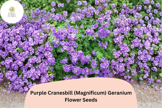 25+ Purple Cranesbill (Magnificum) Geranium Seeds | Hardy Perennial | Purple Blooms for Garden Borders & Rock Gardens