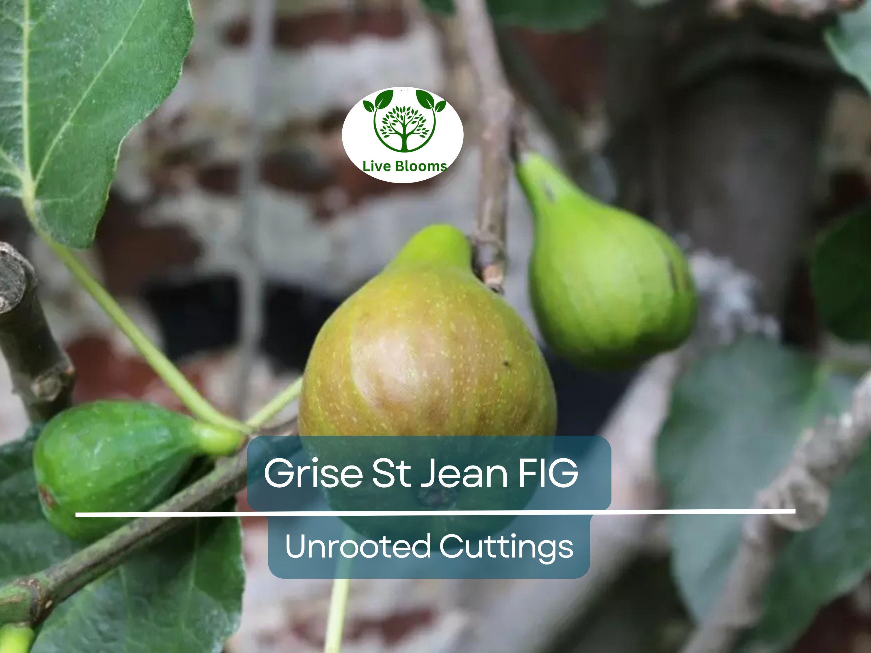 3 Unrooted Fig Tree Cuttings "Grise St Jean" - 6-8” Early & Tasty Figs, 3 Nodes - Fruit Tree for Sale
