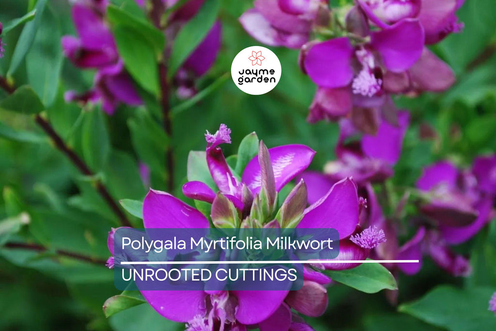 Polygala Myrtifolia Milkwort 6" Live Cuttings – 7 Sweet Pea Bush Plants, Evergreen Blooms, Fast Growing, Perennial Shrub