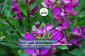 Polygala Myrtifolia Milkwort 6" Live Cuttings – 7 Sweet Pea Bush Plants, Evergreen Blooms, Fast Growing, Perennial Shrub