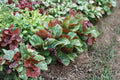 Perilla (Shiso) – Jeok Ssam Ip 400 Seeds | Korean Red Perilla | Aromatic Culinary Herb | Edible Leaves