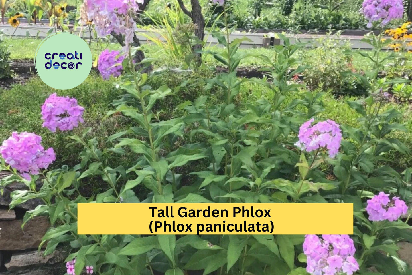 5 Tall Garden Phlox Bare Root Plants | Perennial Live Flowers | Summer Blooming Butterfly Attracting Garden Perennials