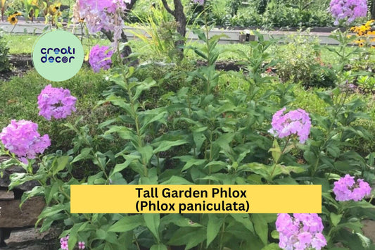 5 Tall Garden Phlox Bare Root Plants | Perennial Live Flowers | Summer Blooming Butterfly Attracting Garden Perennials