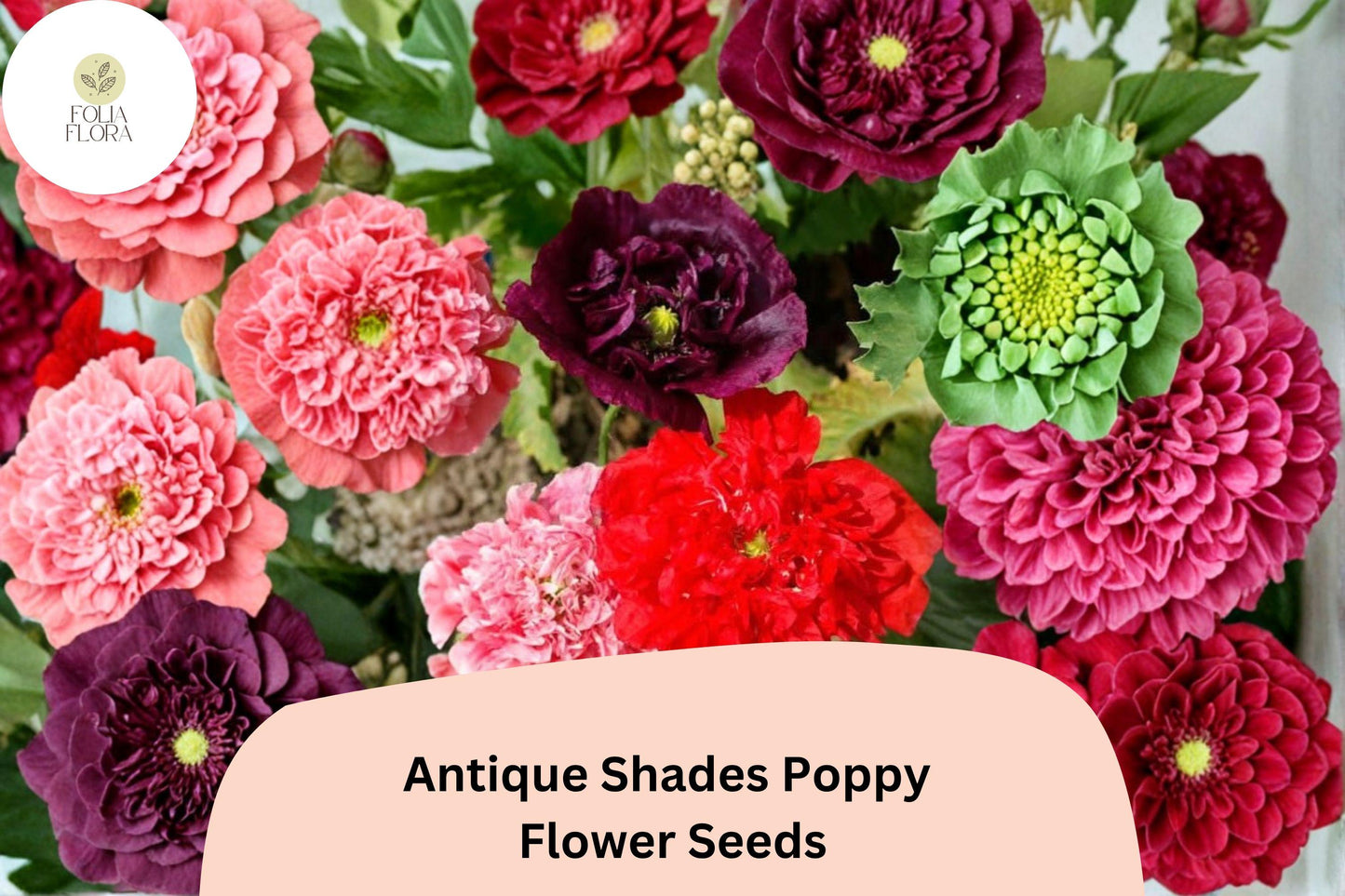 200+ Antique Shades Poppy Seeds | Papaver | Vintage Garden Blooms | Easy-to-Grow Annual Flower Seeds for Beds & Pots