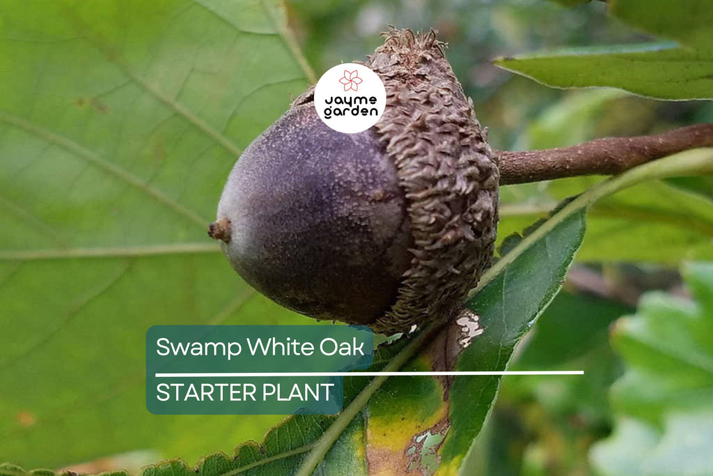 Swamp White Oak Tree (18"-24") | Live Bare Root | Fast-Growing Oak to 100 Ft | Wildlife & Landscape Value