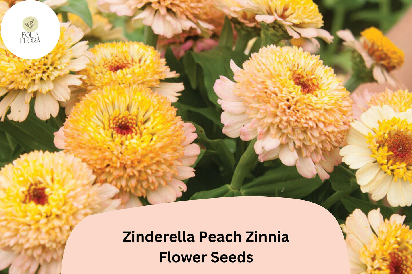 100+ Zinderella Peach Zinnia Seeds – Unique Double Bloom Heirloom Non-GMO Annual Flowers for Garden Planting & Bouquets