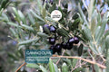 10 Canino Olive Tree Seeds (Olea europaea) – Mediterranean Edible Fruit, Heirloom Variety