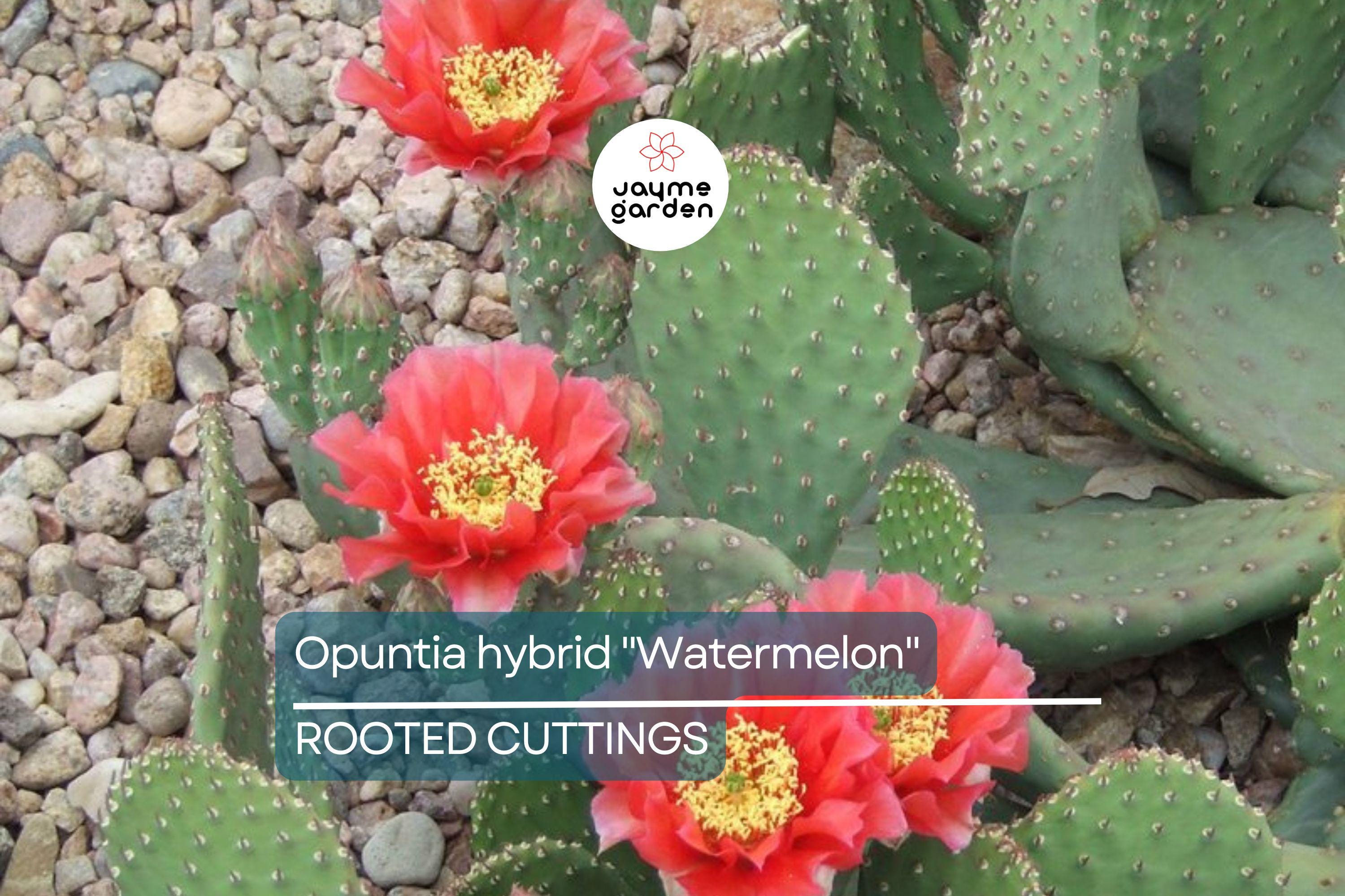 Opuntia Hybrid "Watermelon" Prickly Pear Cactus - 1 Rooted Cutting, Vibrant Pink Blooms, Winter Hardy