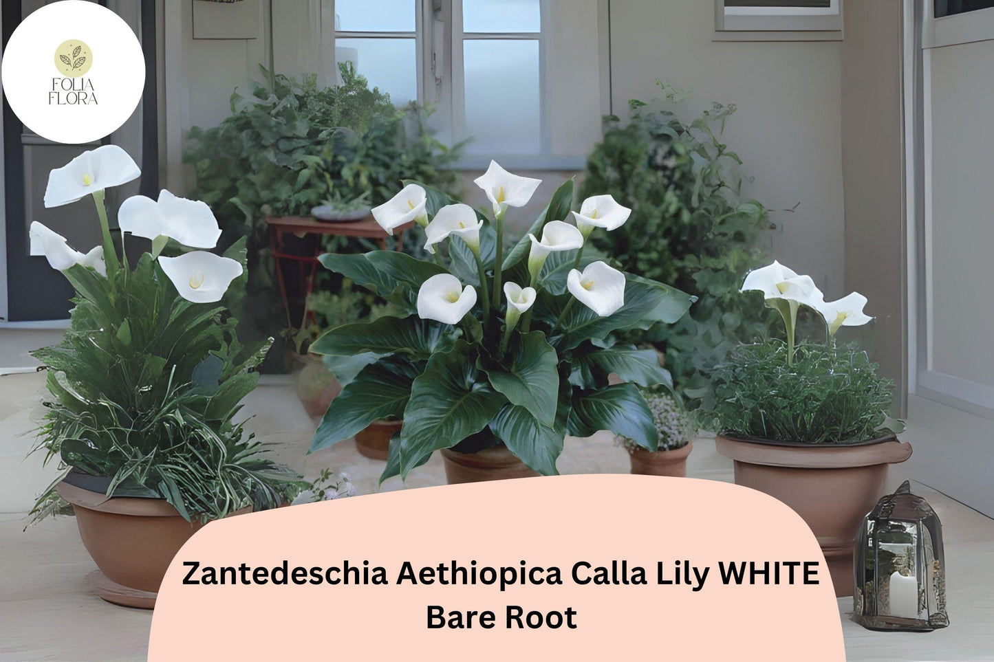 Zantedeschia aethiopica White Calla Lily | 5 Live 2” Plants Florist Quality Flower