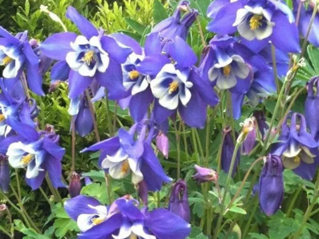 500 Seeds Columbine Blue, Perennial, Native Spring Blooms, Non-GMO, Aquilegia caerulea, Fall Planting, Pollinator-Friendly, Garden Flowers