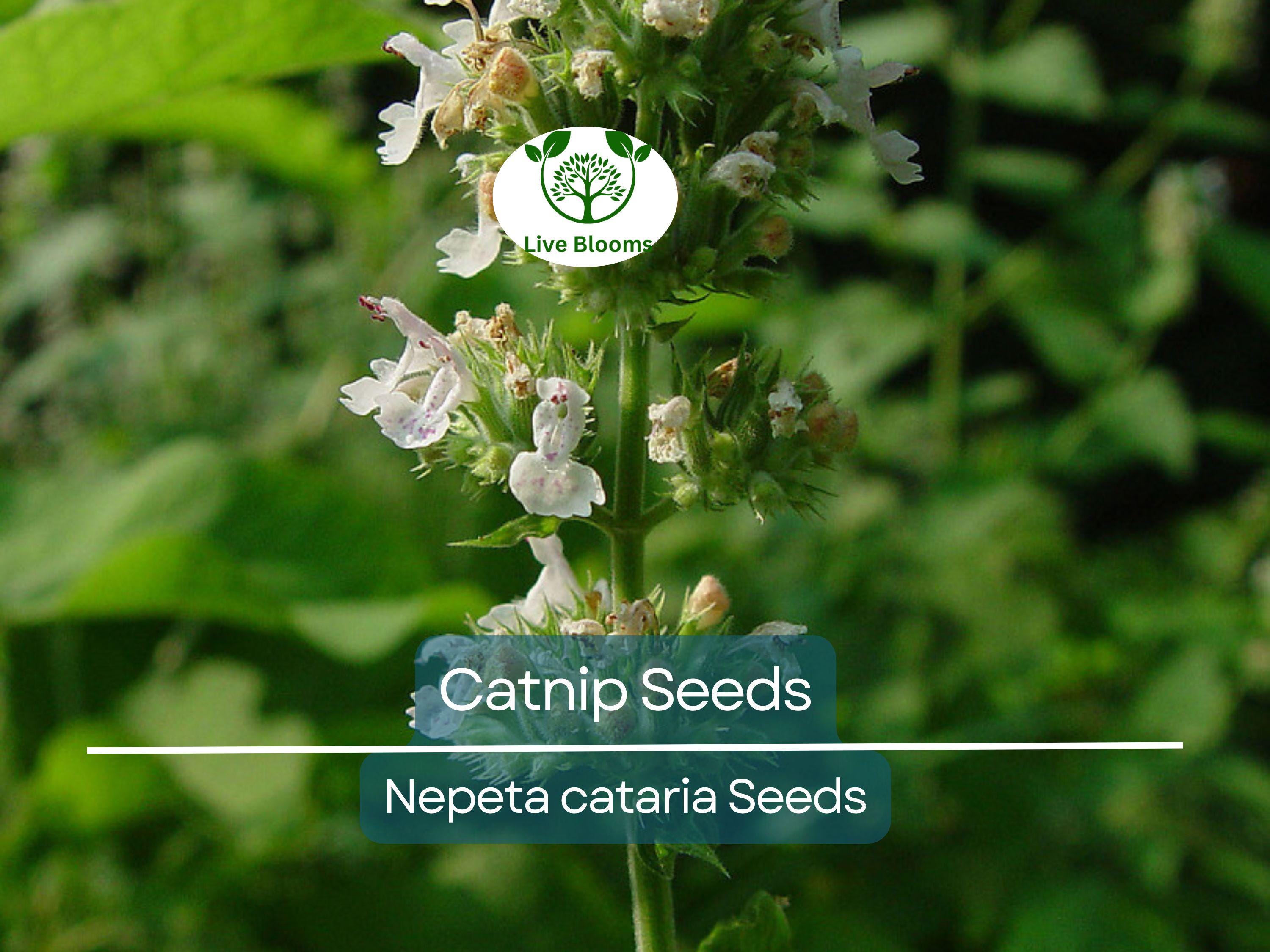 500 Catnip Seeds - Perennial Herb (Nepeta cataria), Non-GMO, Cat Lovers, Happy Kitty, Aromatic, Indoor/Outdoor Growing