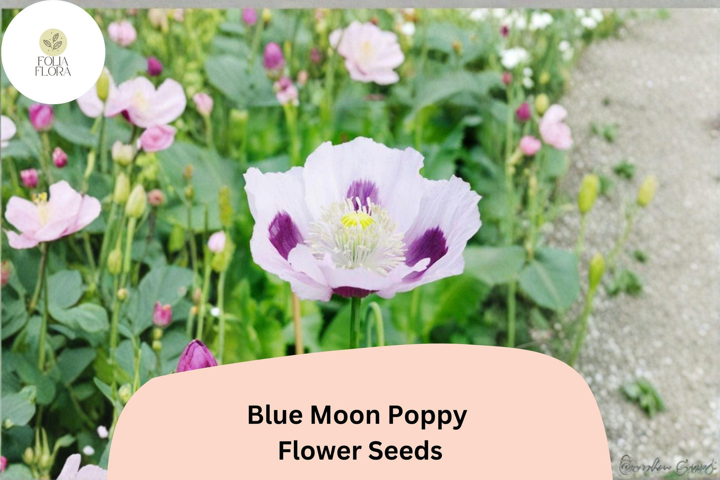 200+ Blue Moon Poppy Seeds | Papaver somniferum | Rare Blue Blooms | Easy Annual Garden Flower Seeds for Beds & Pots