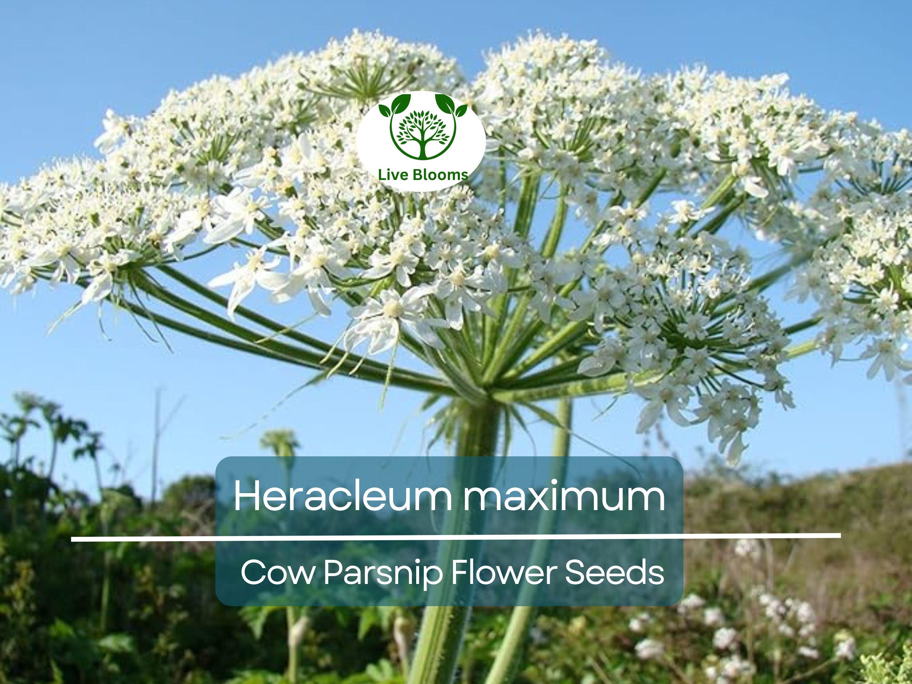 1 Gram Seeds Heracleum maximum (Cow Parsnip) for Planting | Native Perennial Wildflower for Pollinator Gardens & Naturalized Landscapes