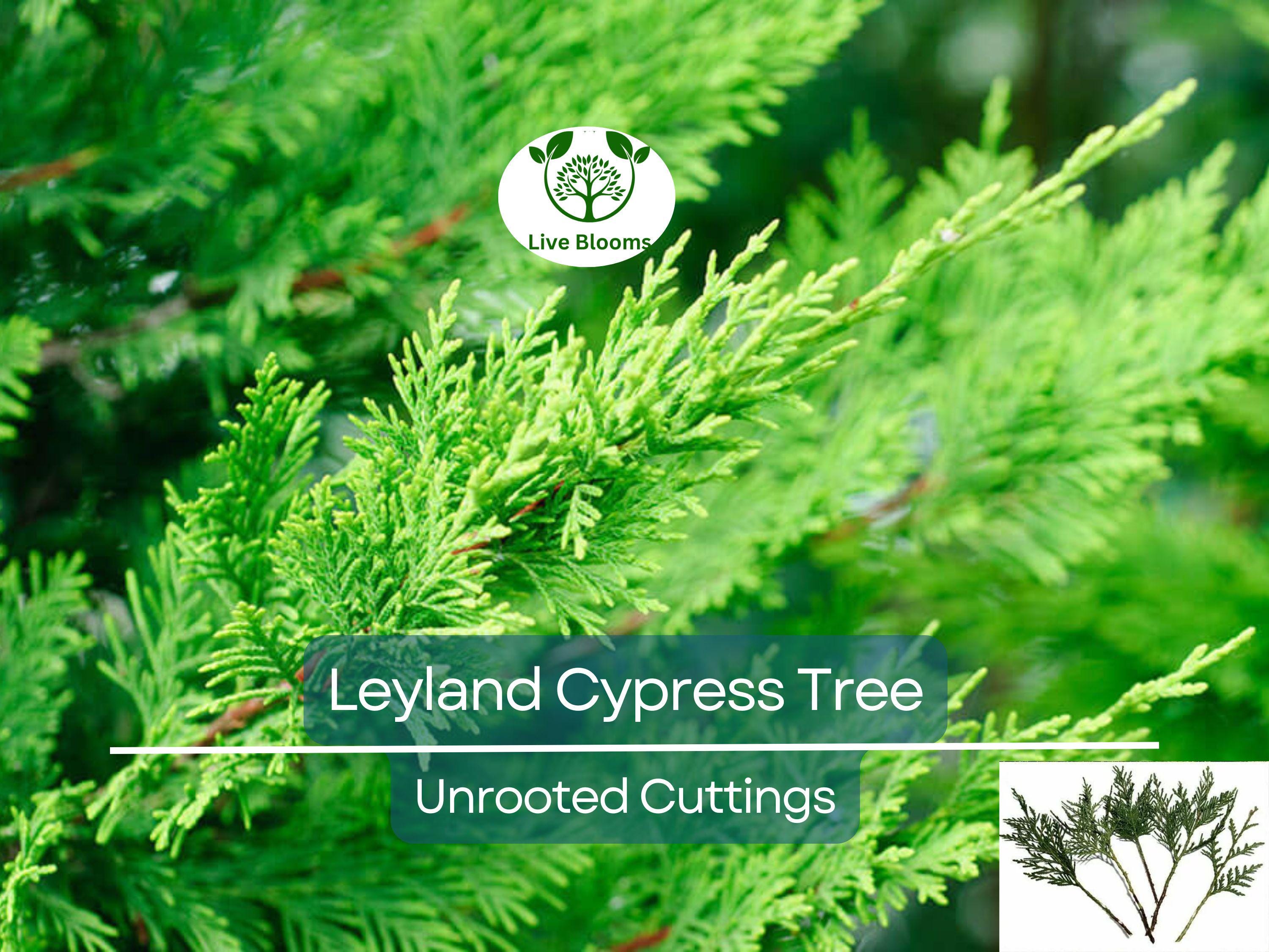 15 Leyland Cypress Tree Unrooted Cuttings 6-7" | Cupressus × leylandii, Privacy Hedge, Fast-Growing Evergreen
