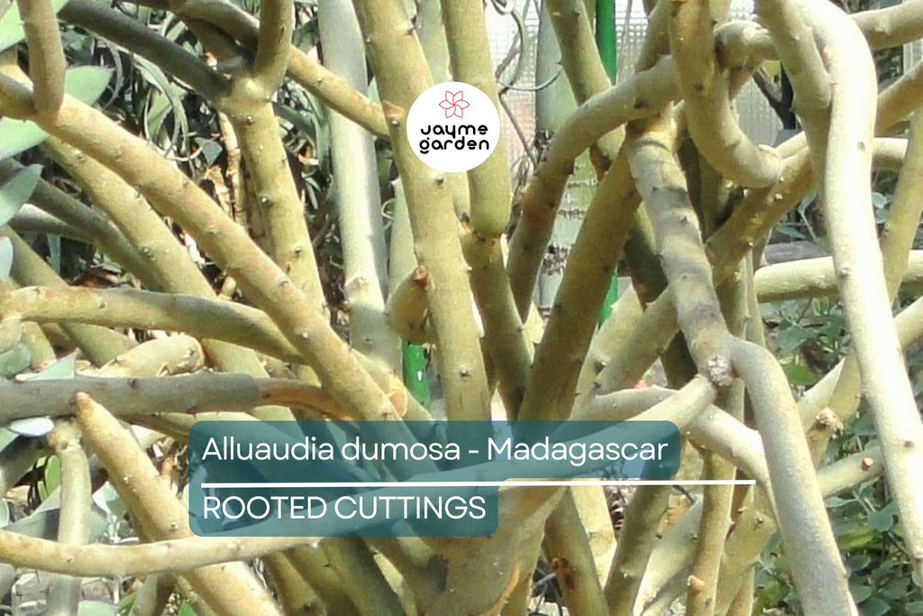 Alluaudia dumosa - Madagascar | Rooted Cutting 8"-12" | Rare Succulent